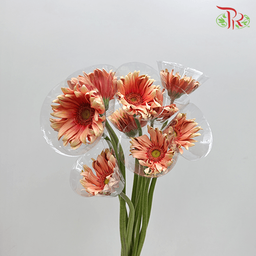 Gerbera Pasta - Peach (9-10 stems) - Pudu Ria Florist