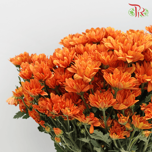 Chrysanthemum Pompom - Orange (12 Stems) - Pudu Ria Florist