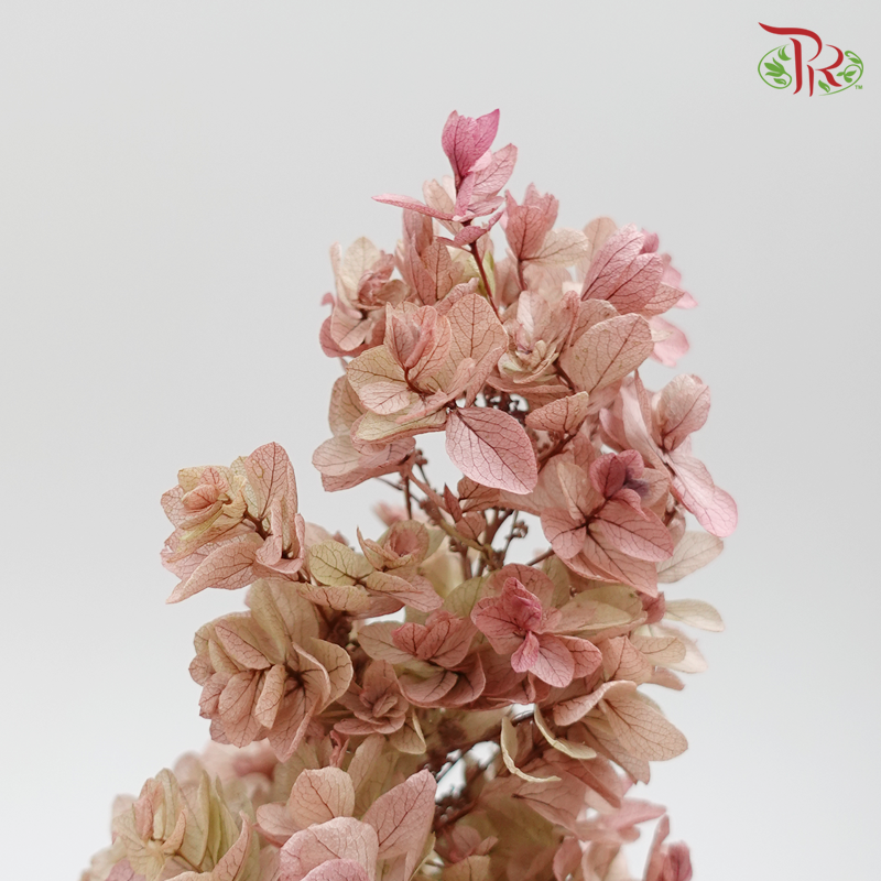Preserved Hydrangea Snow Flake - Mix Dusty Pink ( 0107-6-171 ) - Pudu Ria Florist