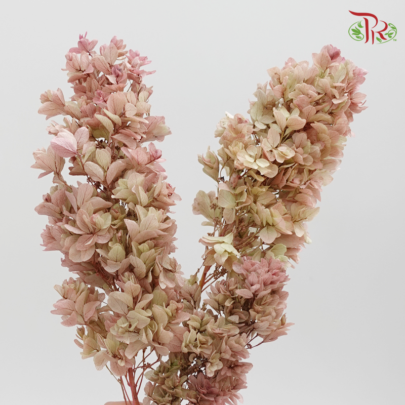Preserved Hydrangea Snow Flake - Mix Dusty Pink ( 0107-6-171 ) - Pudu Ria Florist