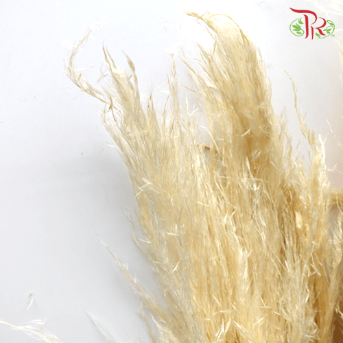 Cortaderia Pampas Natural - 5 Stems - Pudu Ria Florist