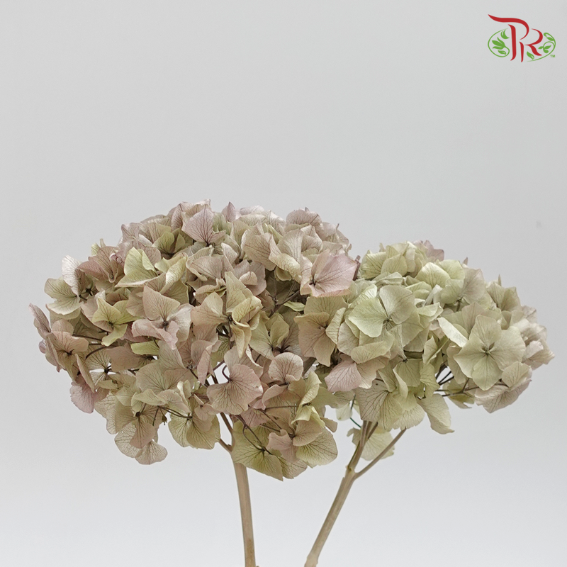 Hydrangea Royal (Stem) Preservative - Antique Green ( 0149-0-471 ) - Pudu Ria Florist