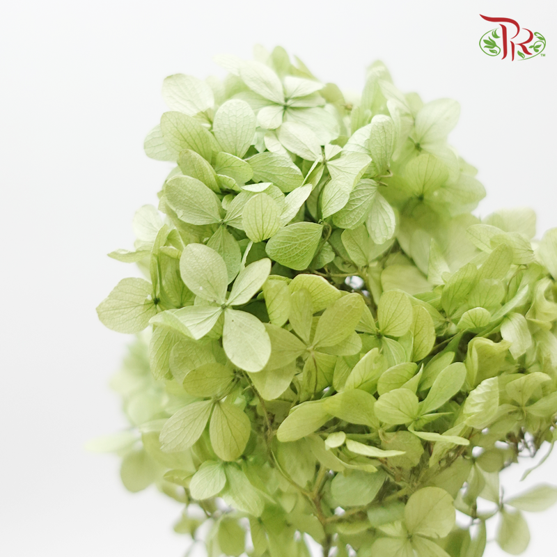 Hydrangea Peegee Preservative ( Per stem ) ( 0152-0-700 ) - Pudu Ria Florist