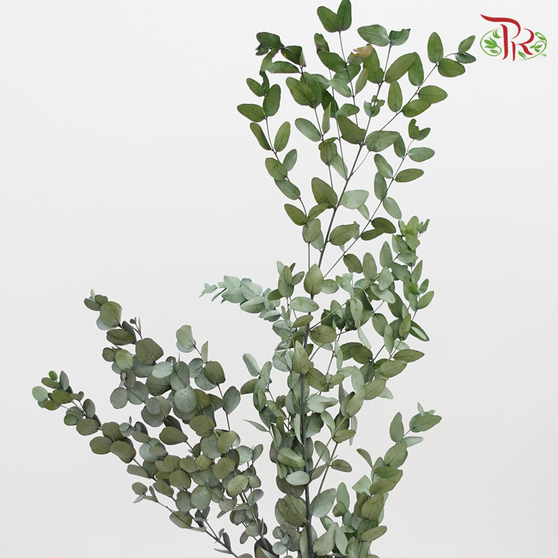 Preserved Eucalyptus Cineria (0166-0-700) - Pudu Ria Florist