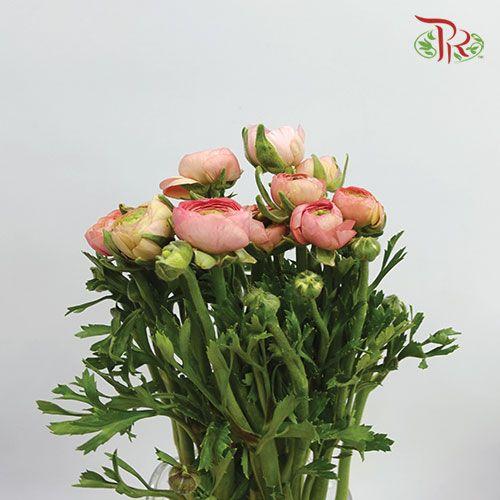 Ranunculus - Champagne (10 Stems) *Small Bud (Fragile) - Pudu Ria Florist