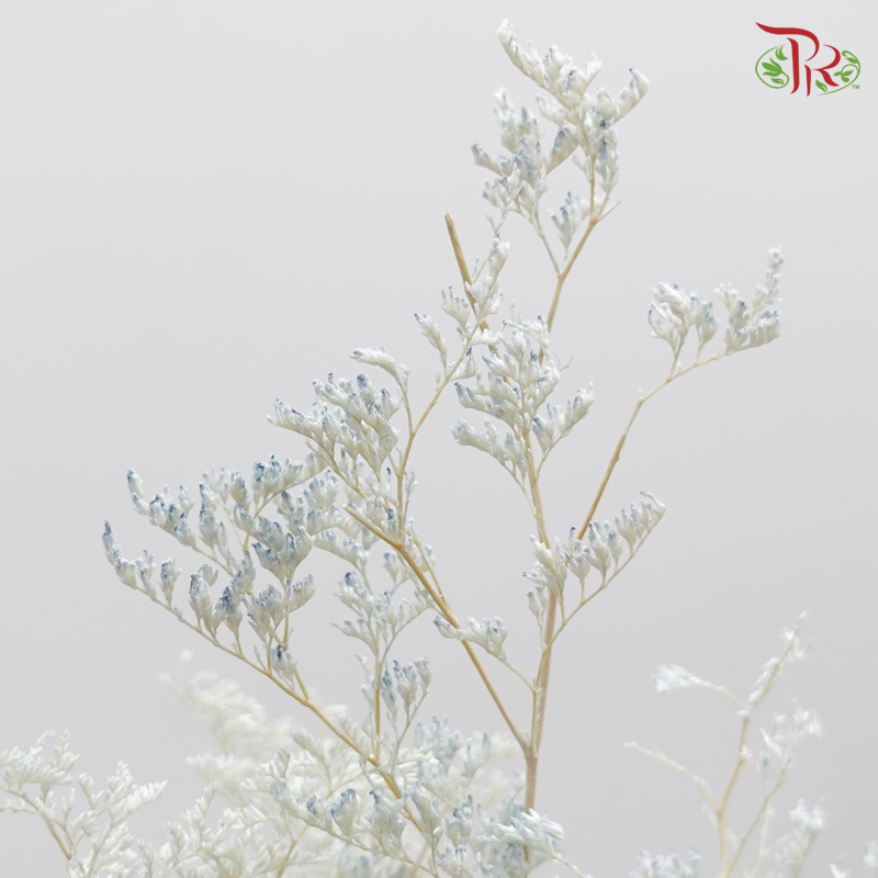 Preserved Caspia - Light Blue (0371-0-691) - Pudu Ria Florist