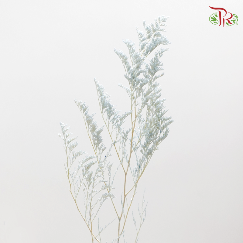 Preserved Caspia - Light Blue (0371-0-691) - Pudu Ria Florist