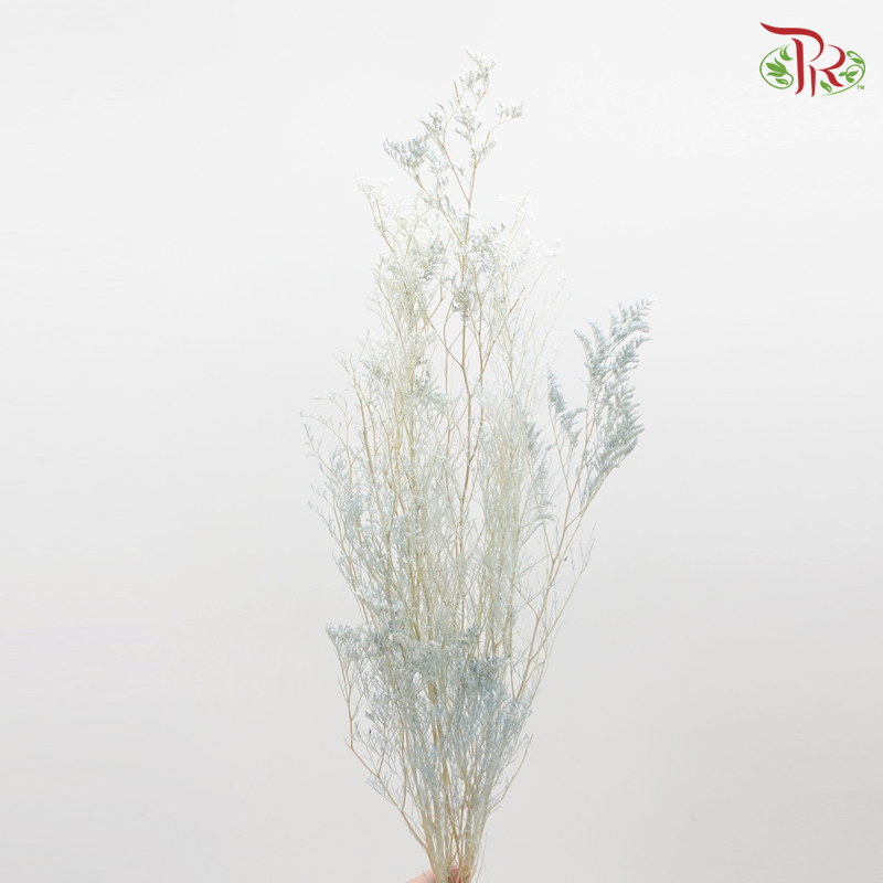Preserved Caspia - Light Blue (0371-0-691) - Pudu Ria Florist