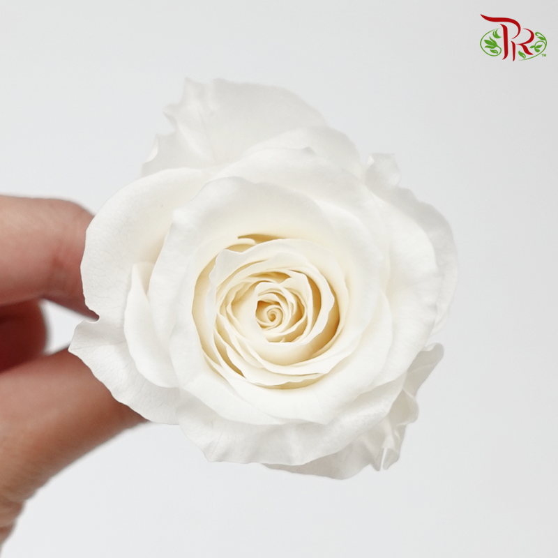 Rose Kanon M Preservative - White ( 0520-2-001 ) - Pudu Ria Florist