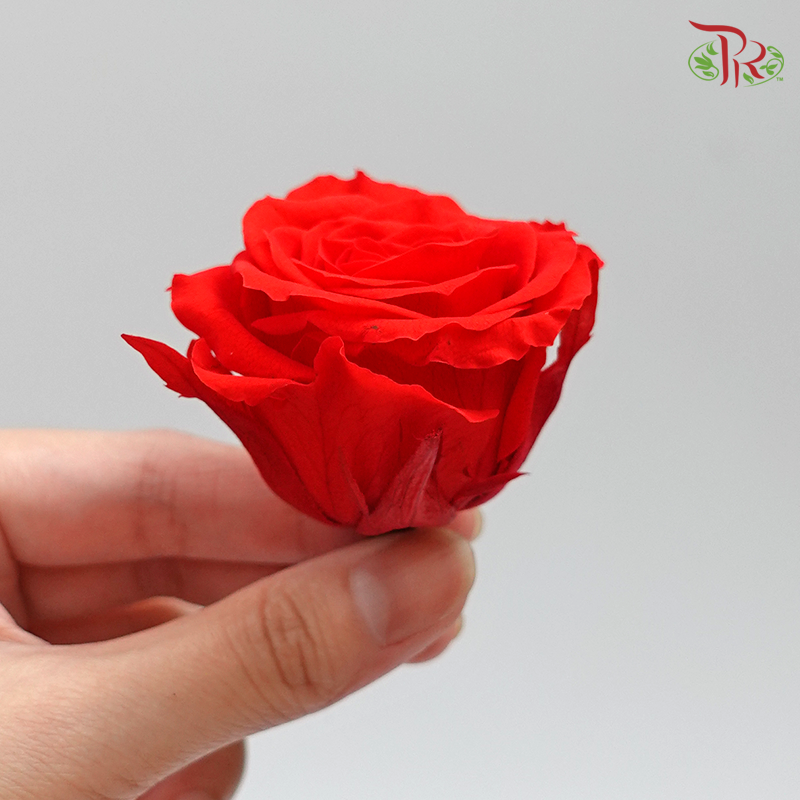 Rose Kanon M Preservative - Bright Red ( 0520-2-321 ) - Pudu Ria Florist