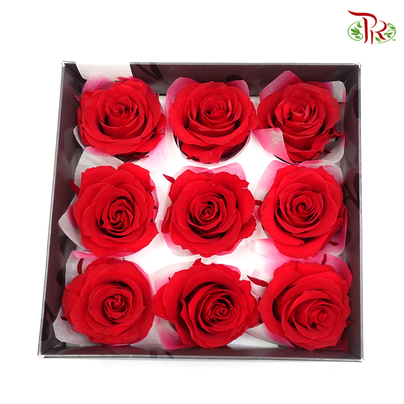 Rose Kanon M Preservative - Red ( 0520-2-331 ) - Pudu Ria Florist