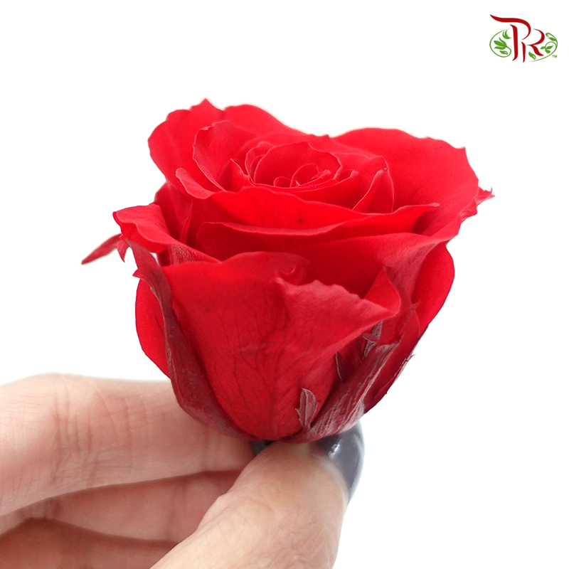 Rose Kanon M Preservative - Red ( 0520-2-331 ) - Pudu Ria Florist