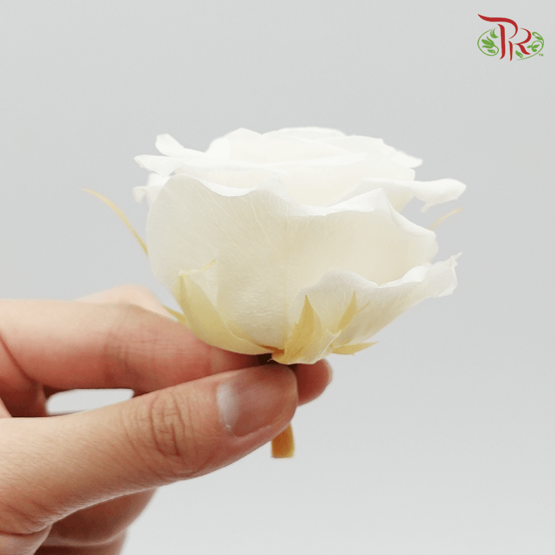 Full Bloom Rose M Preservative - Cream ( 0521-1-011 ) - Pudu Ria Florist