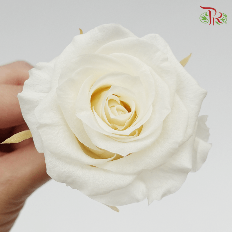 Full Bloom Rose M Preservative - Cream ( 0521-1-011 ) - Pudu Ria Florist