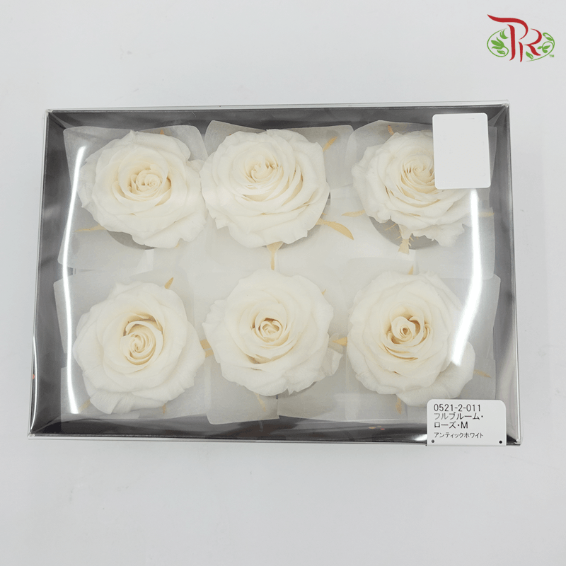 Full Bloom Rose M Preservative - Cream ( 0521-1-011 ) - Pudu Ria Florist