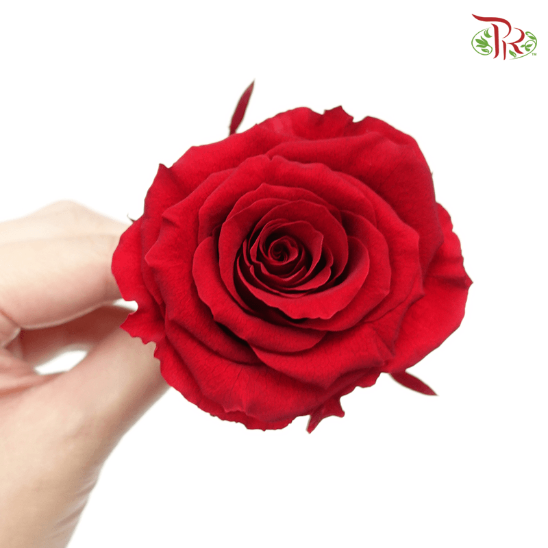 Full Bloom Rose M Preservative - Ever Red ( 0521-2-331 ) - Pudu Ria Florist
