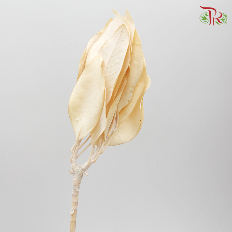 Preserved Magnolia (0580-0-011) - Pudu Ria Florist