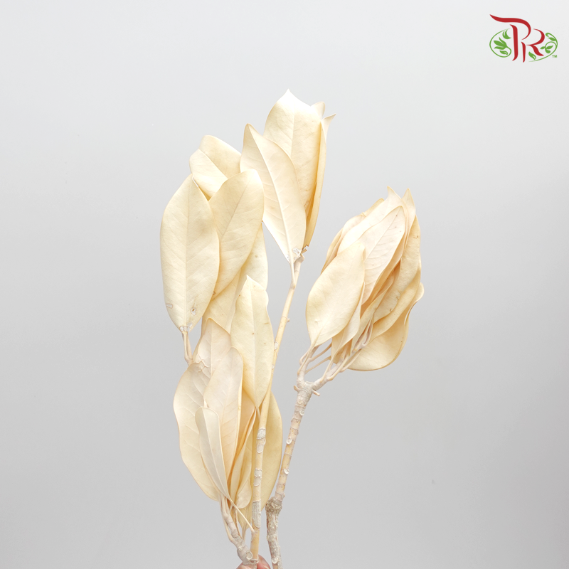 Preserved Magnolia (0580-0-011) - Pudu Ria Florist