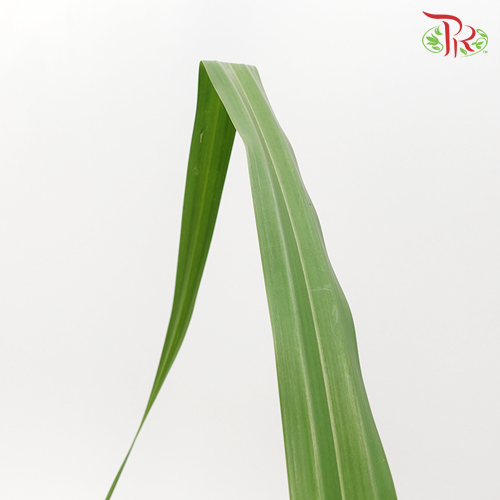 Pandan Leaf (L) - Pandanus Green - Pudu Ria Florist