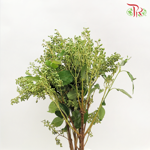 Mi Zhen Berry - (Per Bunch) - Pudu Ria Florist