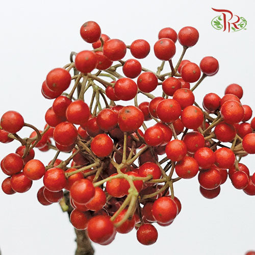 Idesia Polycarpa - (3 Stems) - Pudu Ria Florist