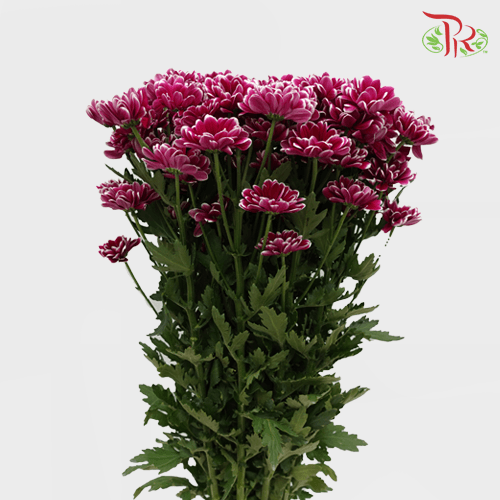 Chrysanthemum Pompom - Daisy Purple Mix (12 Stems) - Pudu Ria Florist