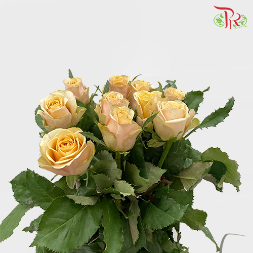 Rose - Golden Mustard (10 Stems) - Pudu Ria Florist