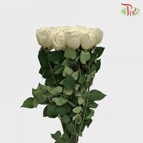Garden Rose David Austin - Purity Ausoblige (12 Stems) - Pudu Ria Florist