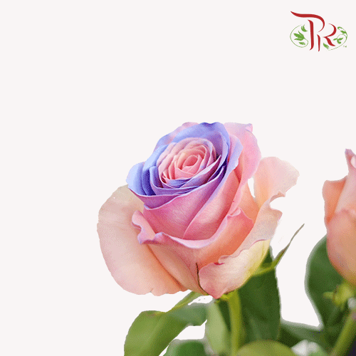 Ceres Rose - Pink Blue Heaven (10 Stems) - Pudu Ria Florist