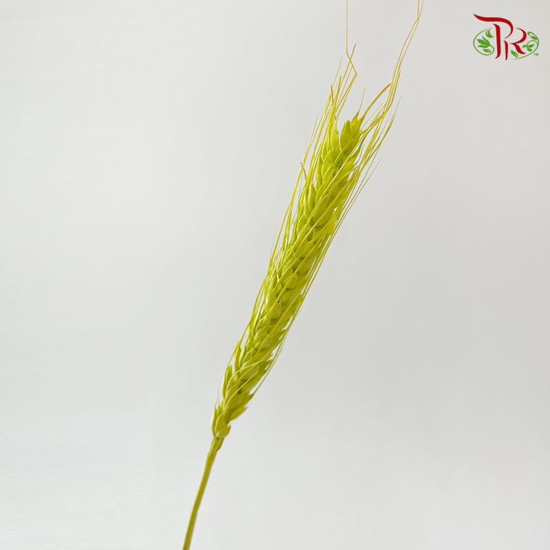 Dry Dyed Wheatgrass / Tarwe