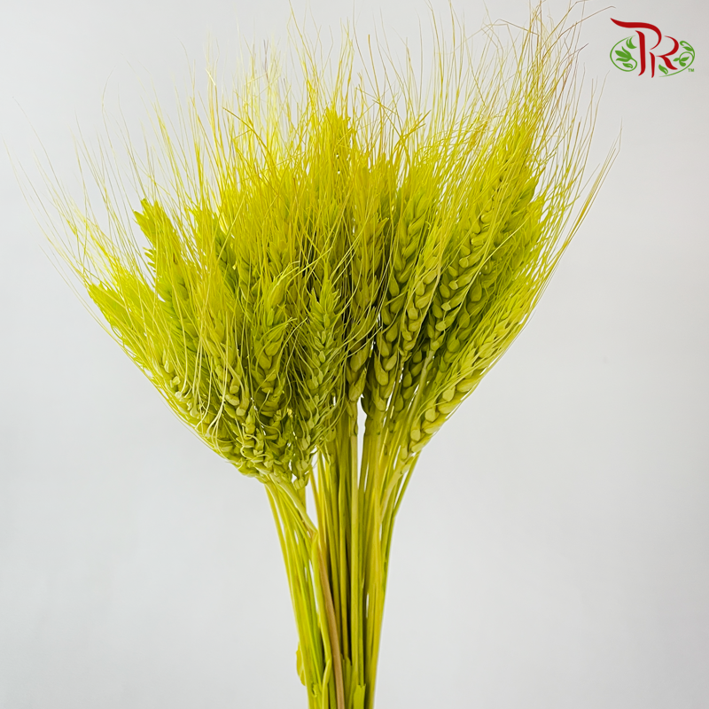 Dry Dyed Wheatgrass / Tarwe