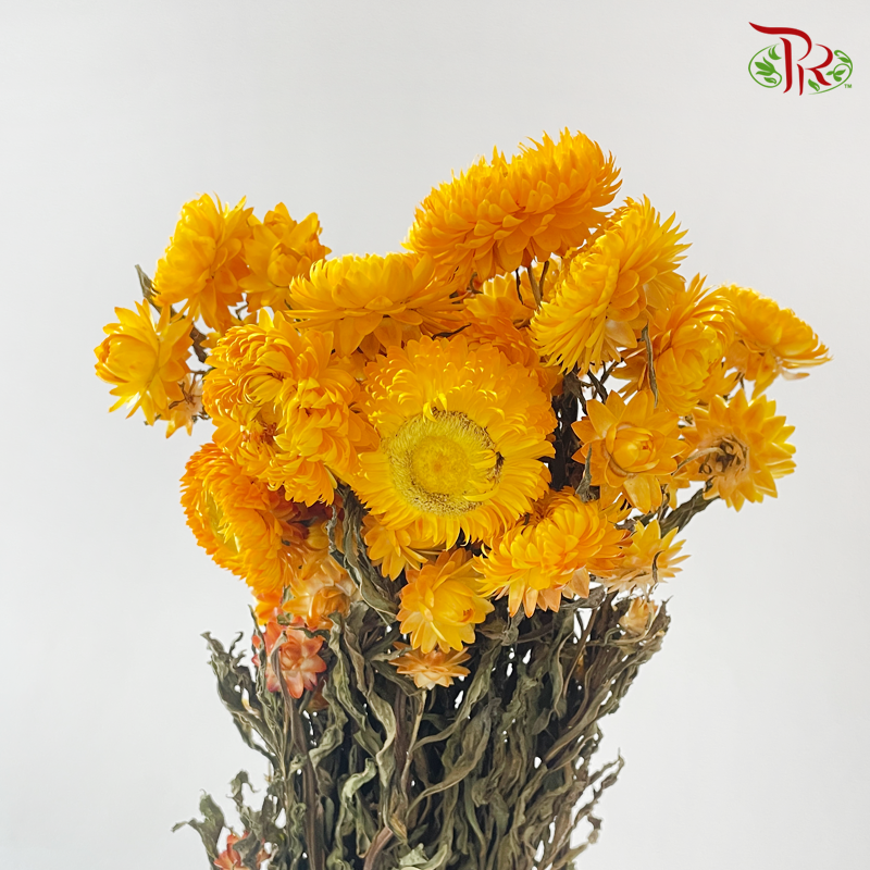 Dry Helichrysum Natural & Bleached/ Straw Chrysanthemum
