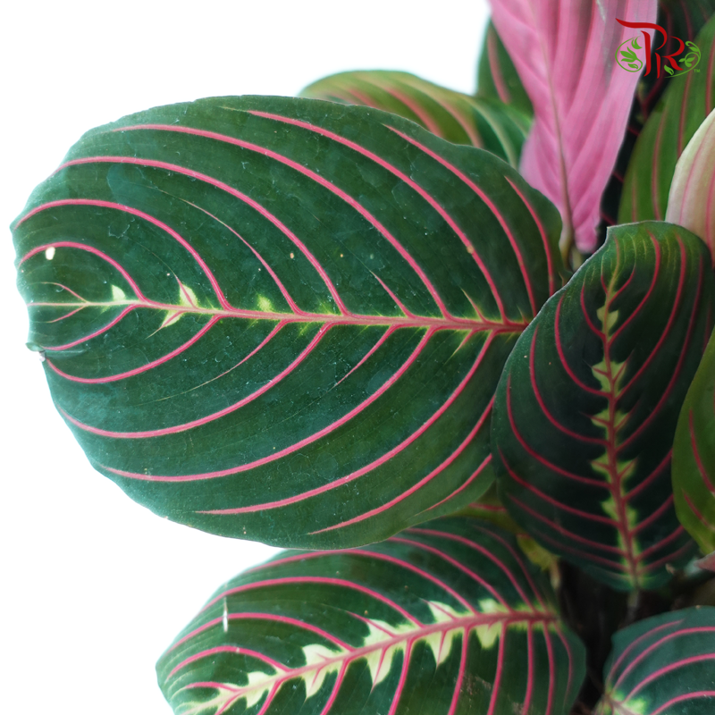 Marantha Leuconeura P150《红脉豹纹竹芋》