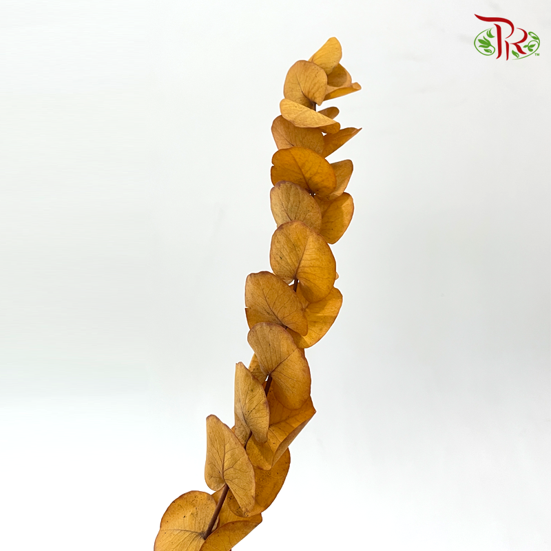 Preserved Eucalyptus Cineria