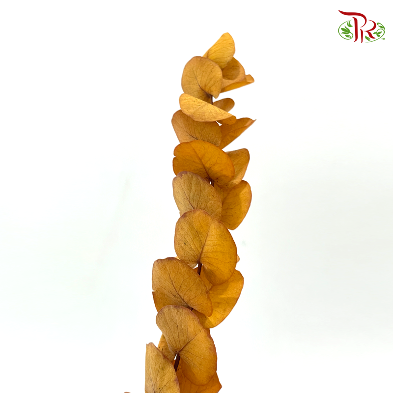 Preserved Eucalyptus Cineria