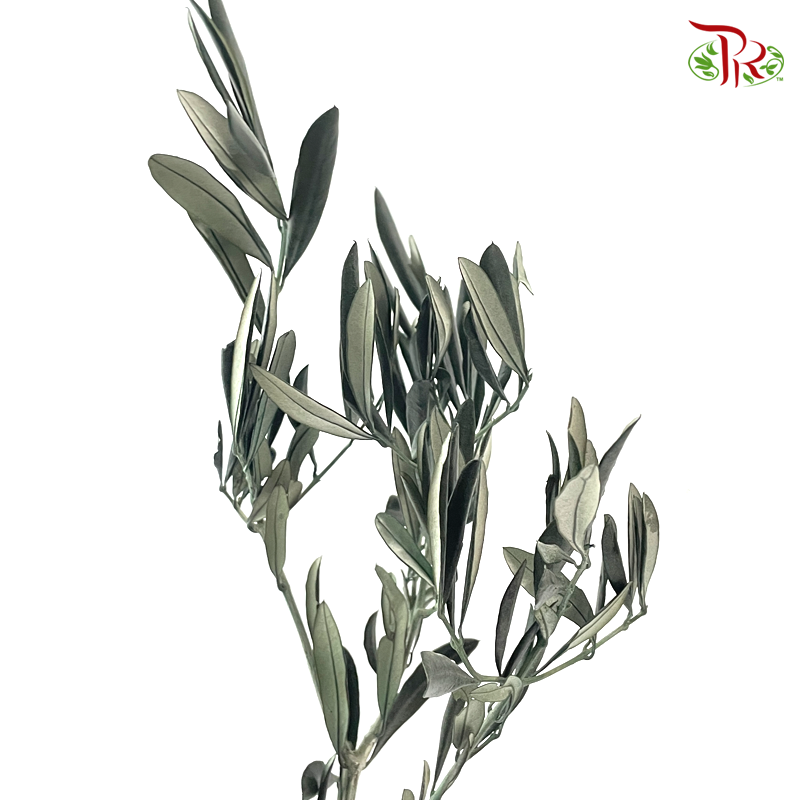 Preserved Eucalyptus Exotica