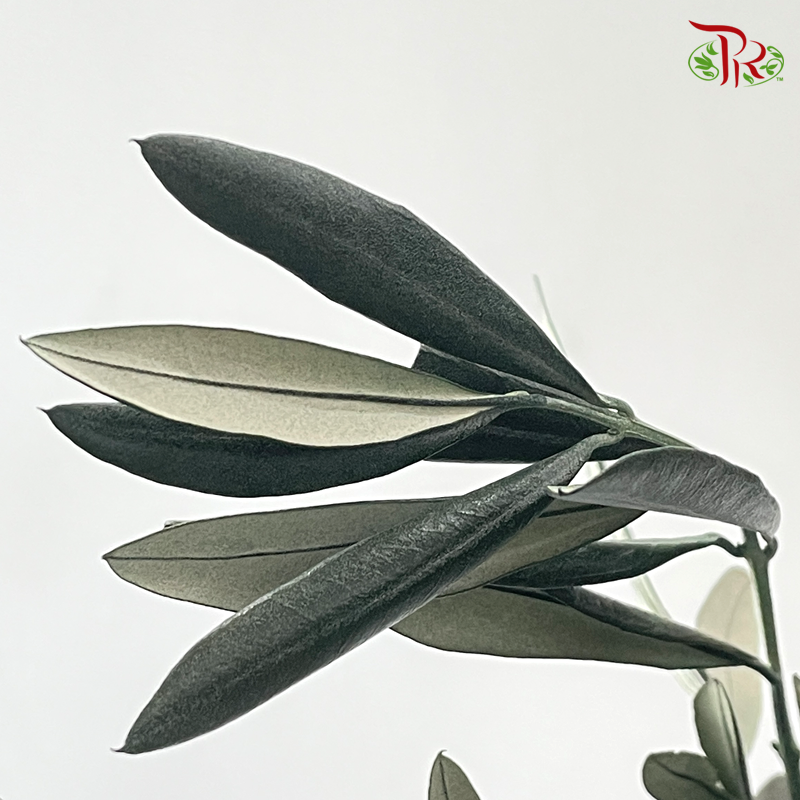 Preserved Eucalyptus Exotica