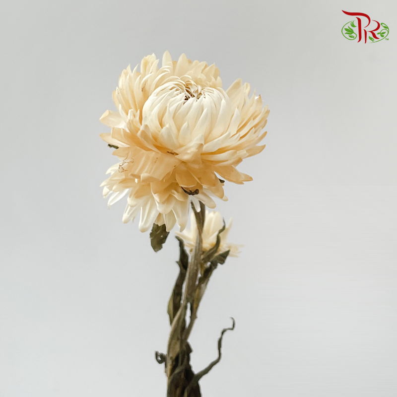 Dry Helichrysum Natural & Bleached/ Straw Chrysanthemum