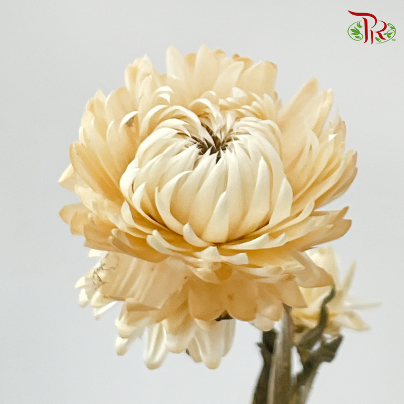 Dry Helichrysum Natural & Bleached/ Straw Chrysanthemum