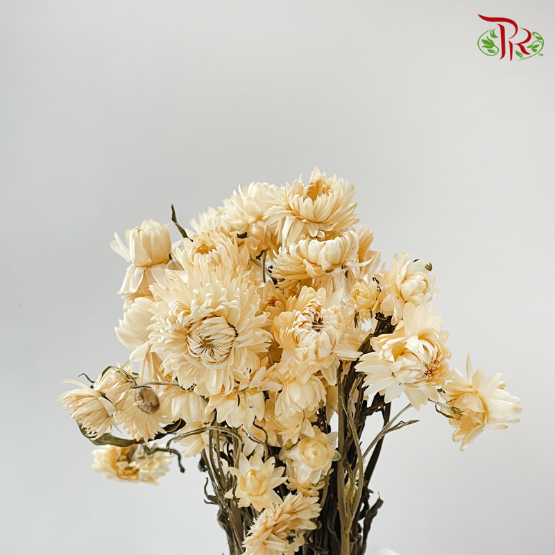 Dry Helichrysum Natural & Bleached/ Straw Chrysanthemum
