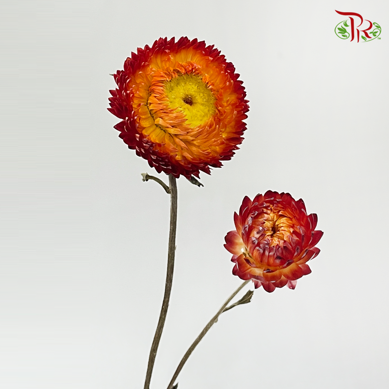 Dry Helichrysum Natural & Bleached/ Straw Chrysanthemum