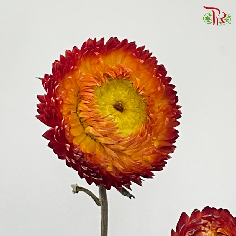 Dry Helichrysum Natural & Bleached/ Straw Chrysanthemum