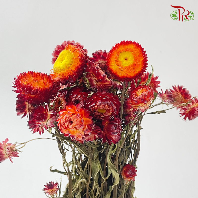Dry Helichrysum Natural & Bleached/ Straw Chrysanthemum
