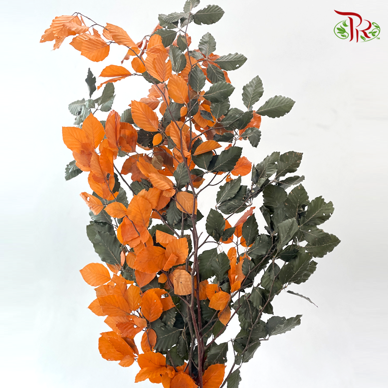 Dry Copper Beech Fagus