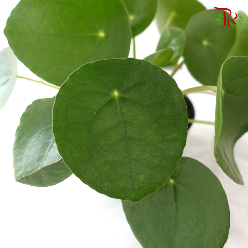 Pilea P120《镜面草》