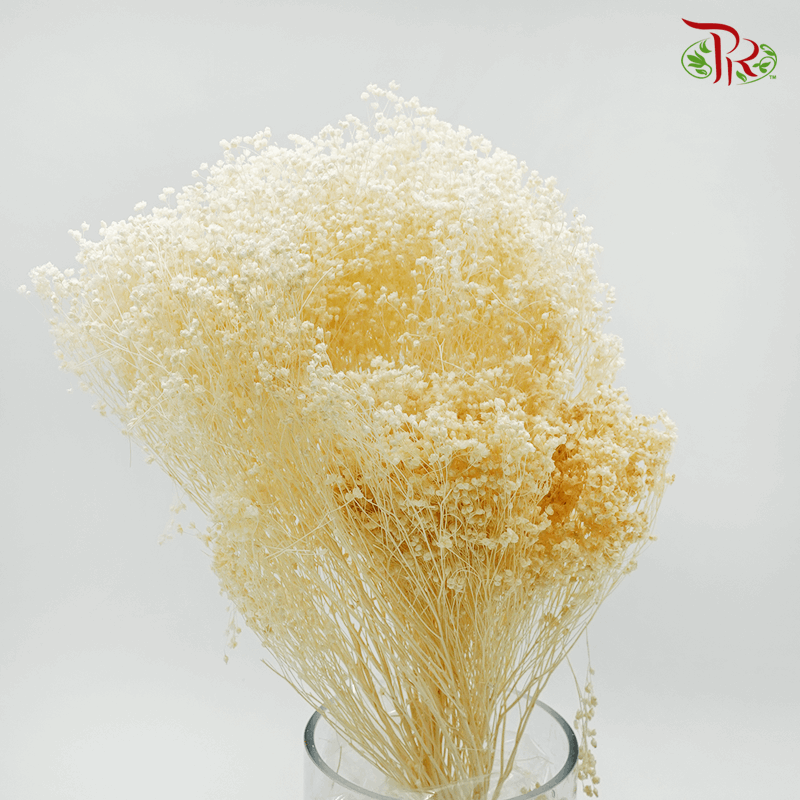 Dried Broom Bloom Bleached - (Per Bunch)