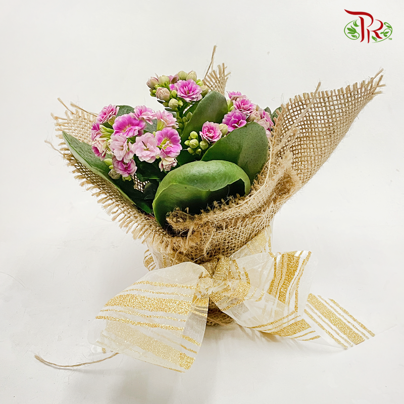 Kalanchoe Plant Arrangement《长寿花》(Customised & Random Choose Colour) - Pudu Ria Florist