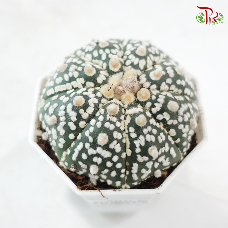 Astrophytum《星球兜》