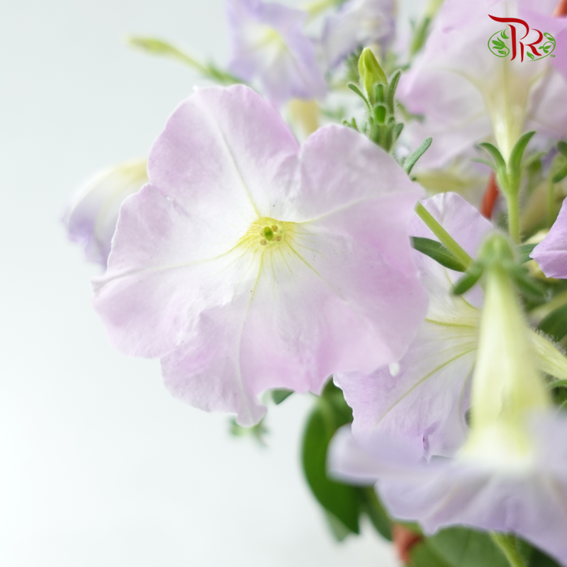 Petunia《牵牛花》P220 (Random Color)