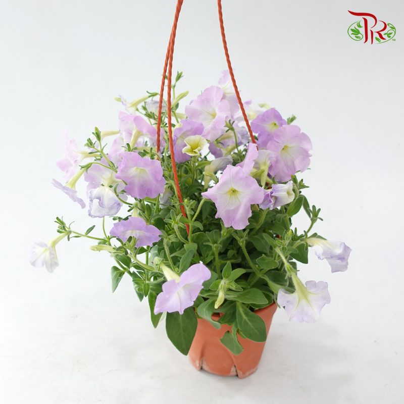 Petunia《牵牛花》P220 (Random Color)